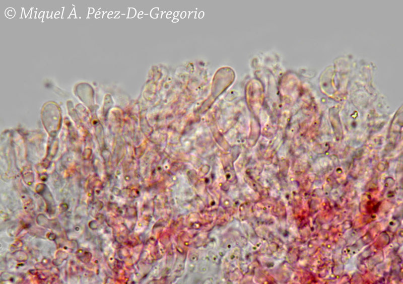 Phlebia ??
